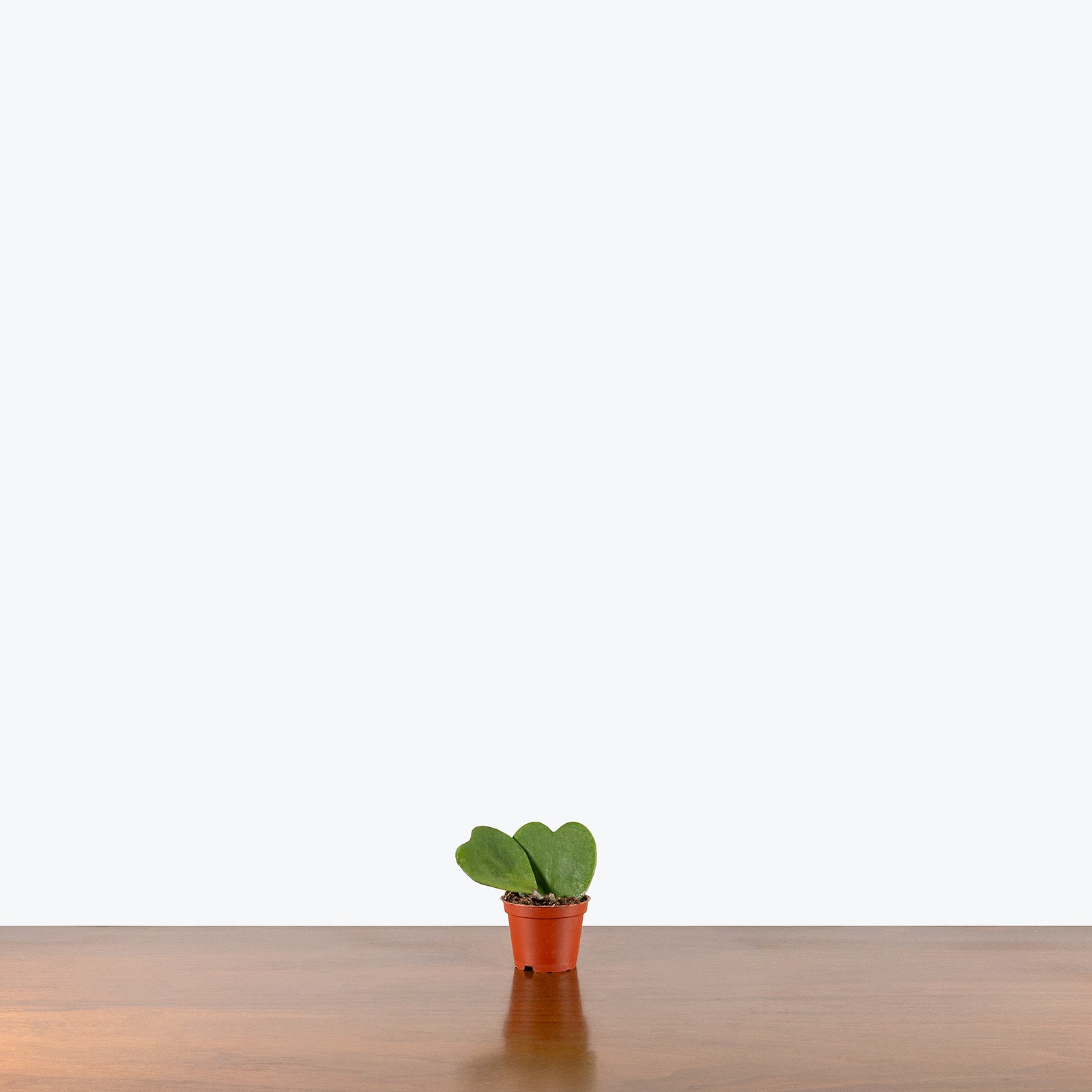 Hoya Kerrii | Hoya Heart | Care Guide and Pro Tips - Delivery from Toronto across Canada - JOMO Studio