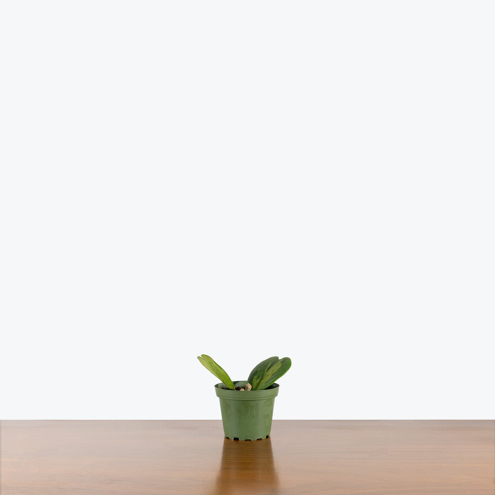 Hoya Kerrii Reverse Variegata | Variegated Hoya Heart - House Plants Delivery Toronto - JOMO Studio
