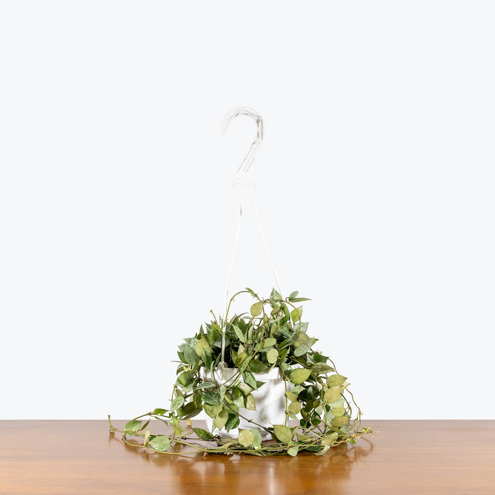 Hoya Krohniana Silver | Indoor Tropical Plants & Houseplants for Delivery | Care Guide and Pro Tips