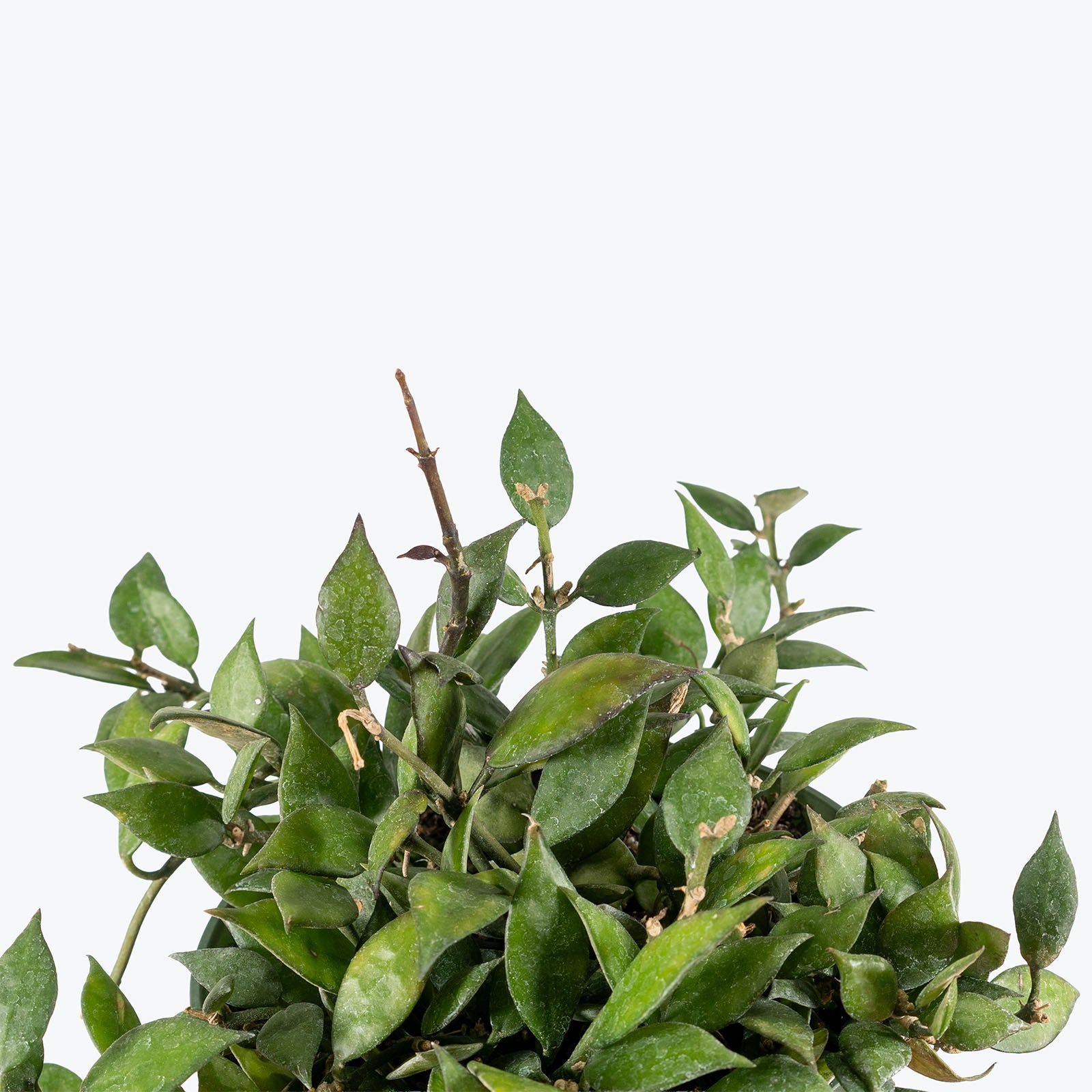 Hoya Lacunosa | Care Guide and Pro Tips - Delivery from Toronto across Canada - JOMO Studio