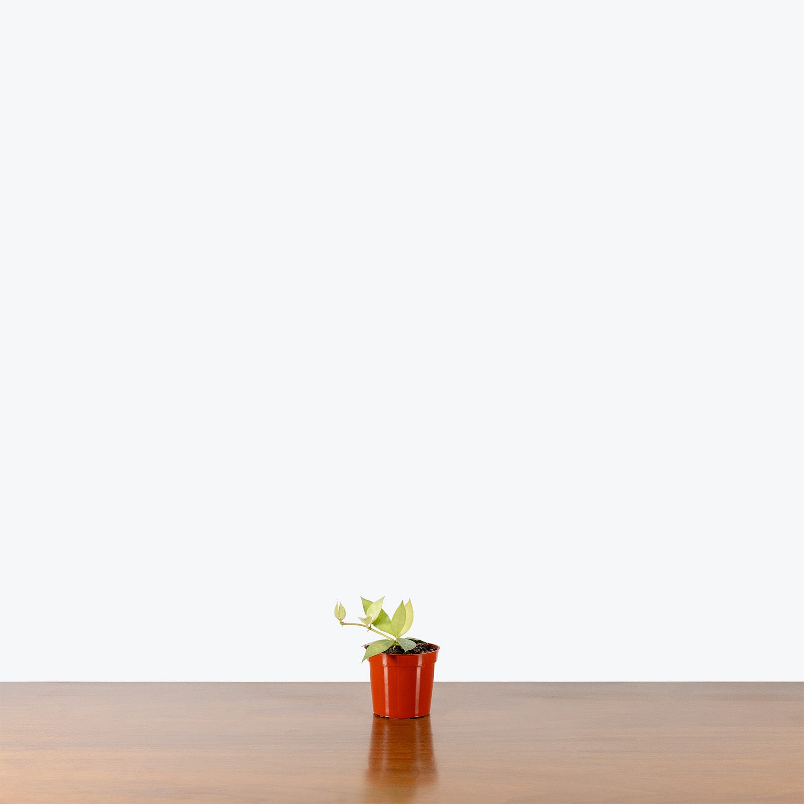 Hoya Lacunosa Mint | Care Guide and Pro Tips - Delivery from Toronto across Canada - JOMO Studio