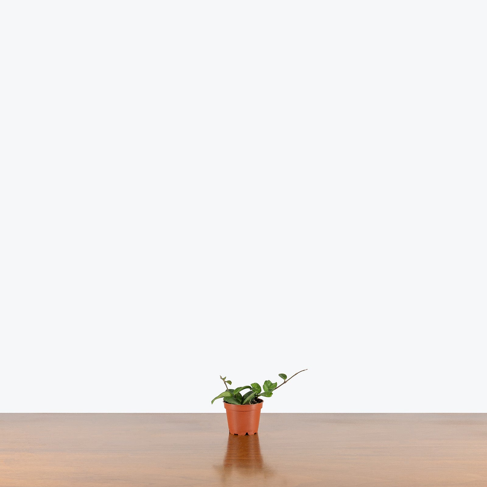 Hoya Mathilde | Care Guide and Pro Tips - Delivery from Toronto across Canada - JOMO Studio