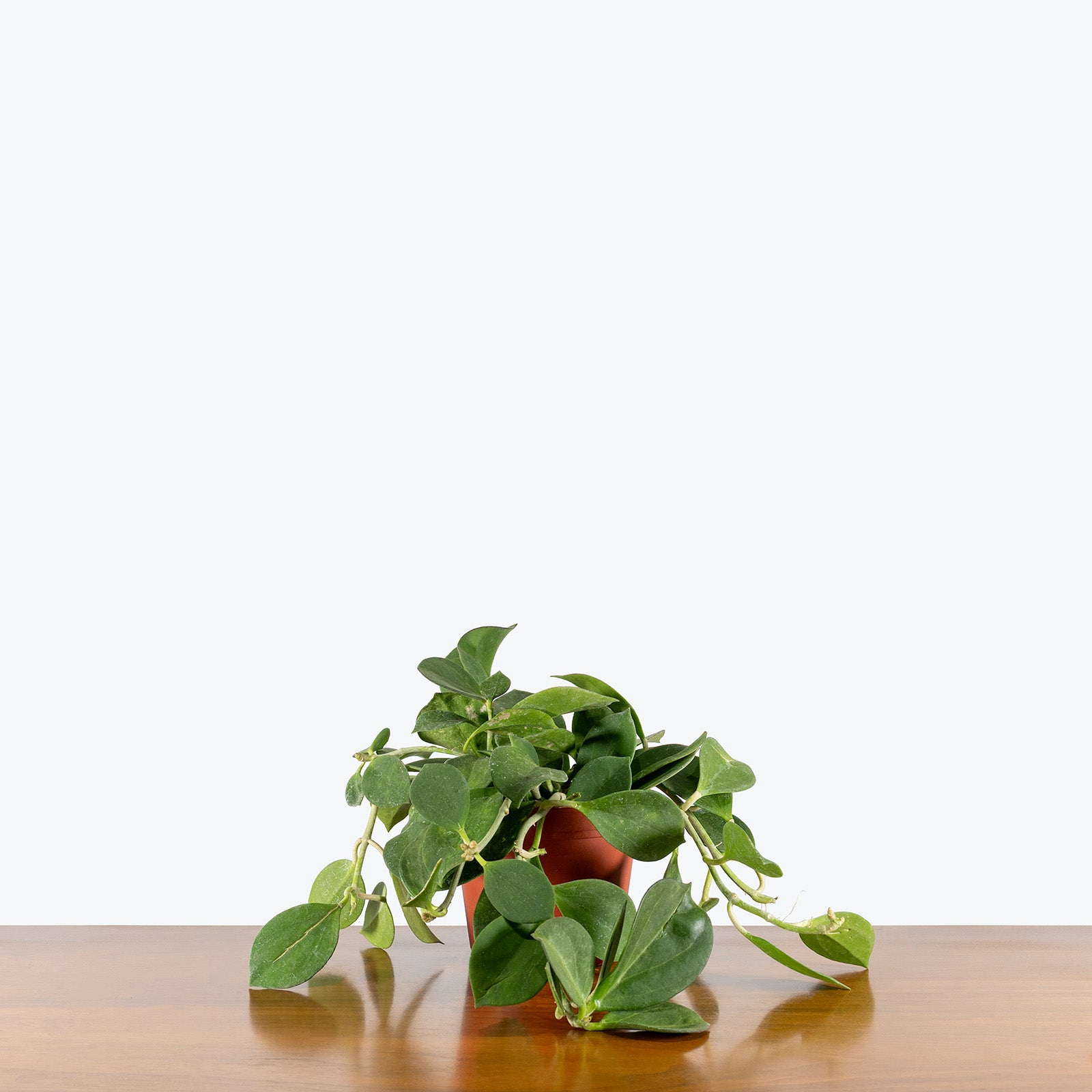 Hoya Pachyclada | Care Guide and Pro Tips - Delivery from Toronto across Canada - JOMO Studio