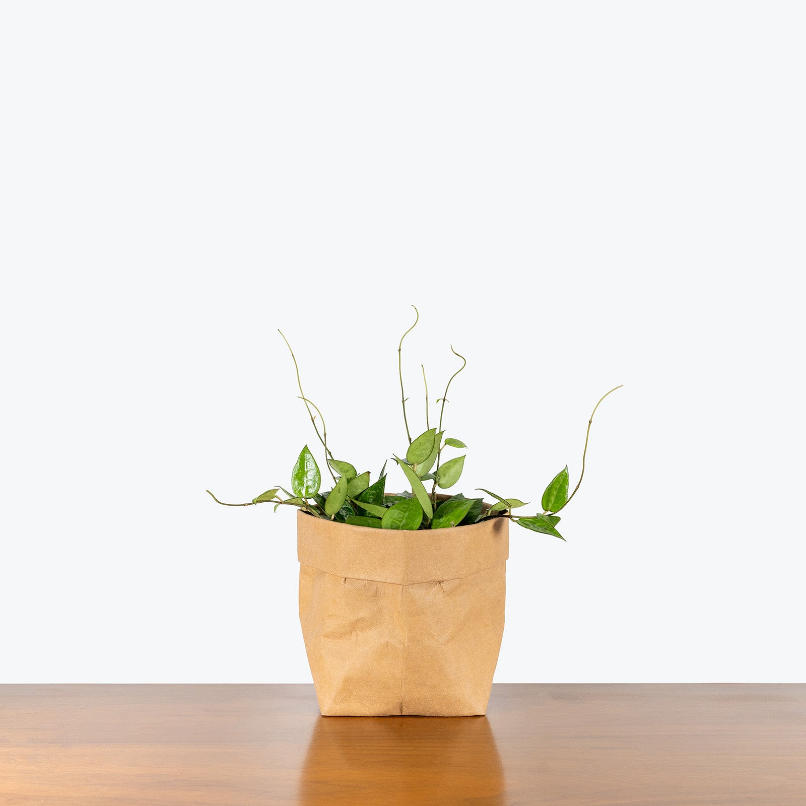 Hoya Parasitica Black Margin | Care Guide and Pro Tips - Delivery from Toronto across Canada - JOMO Studio