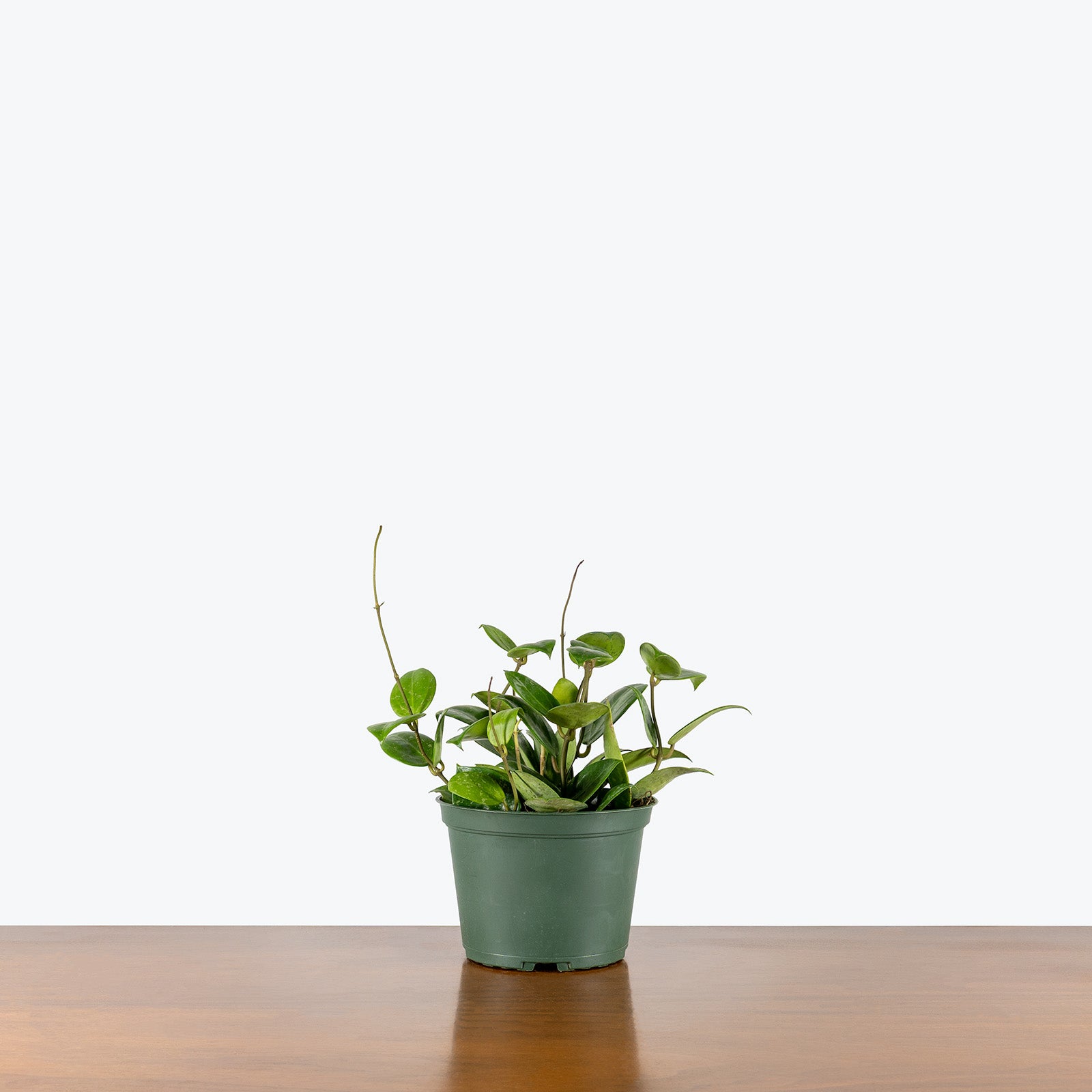 Hoya Parasitica Splash | Care Guide and Pro Tips - Delivery from Toronto across Canada - JOMO Studio