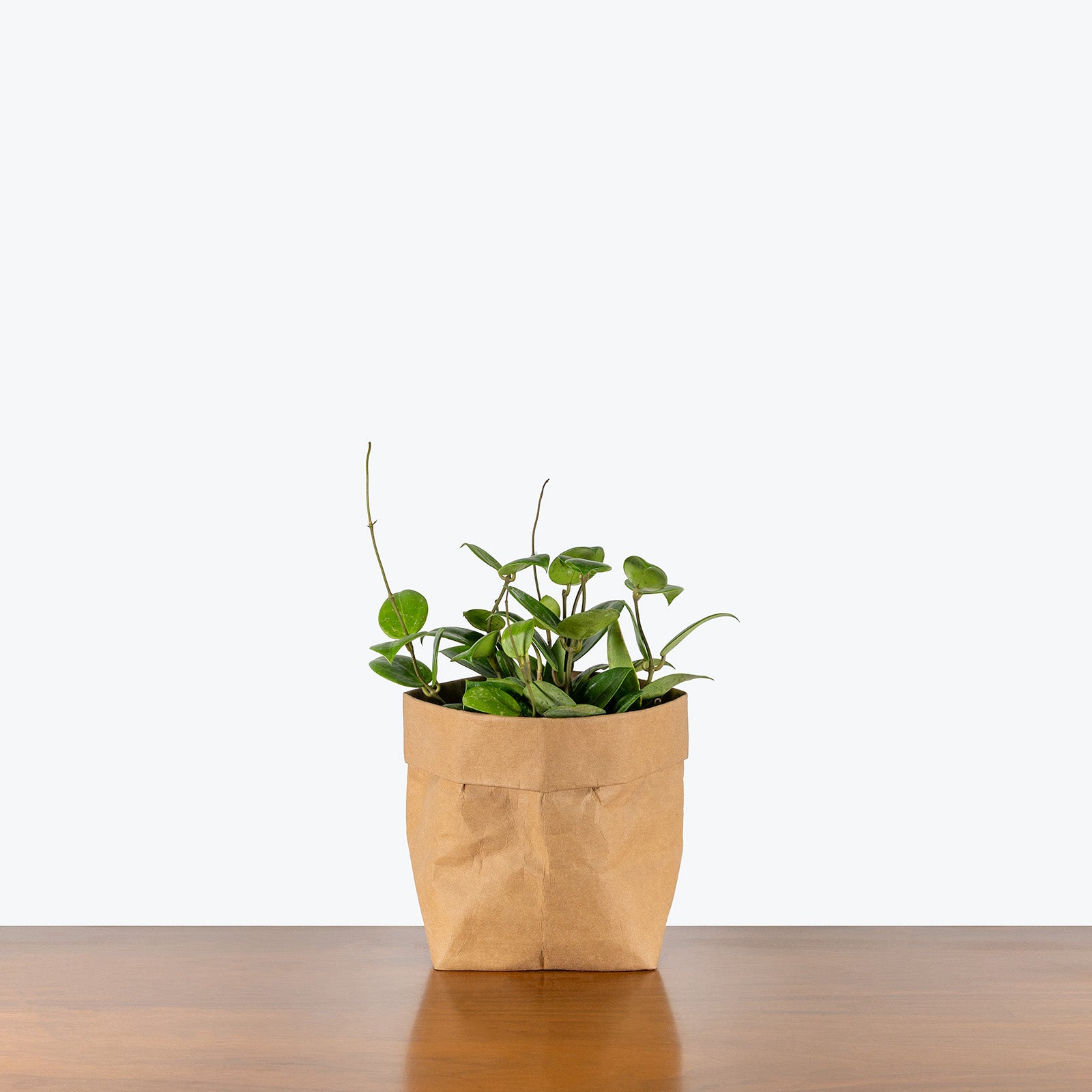 Hoya Parasitica Splash | Care Guide and Pro Tips - Delivery from Toronto across Canada - JOMO Studio