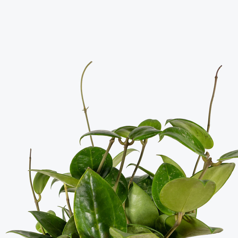 Hoya Parasitica Splash | Care Guide and Pro Tips - Delivery from Toronto across Canada - JOMO Studio
