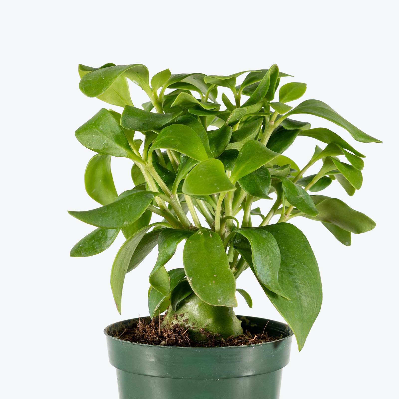 Hydnophytum Papuanum Ant Plant | Indoor Tropical Plants & Houseplants for Delivery | Care Guide and Pro Tips