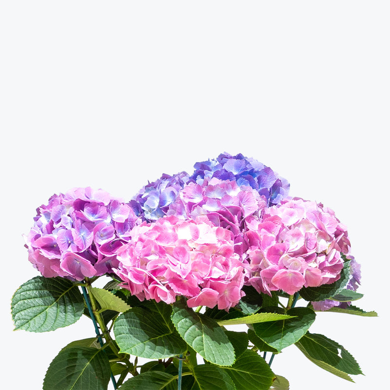 Hydrangea Macrophylla - Mophead Hydrangea - House Plants Delivery Toronto - JOMO Studio