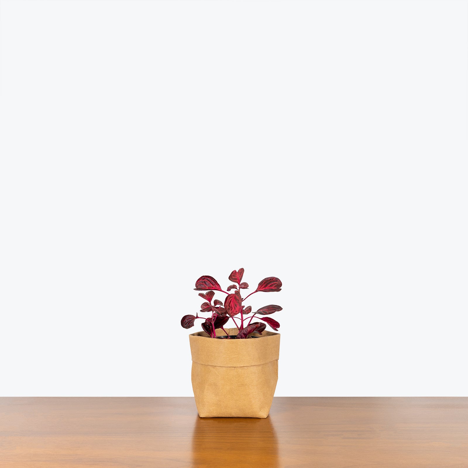 Iresine Herbstii Brilliantissima | Bloodleaf | Care Guide and Pro Tips - Delivery from Toronto across Canada - JOMO Studio