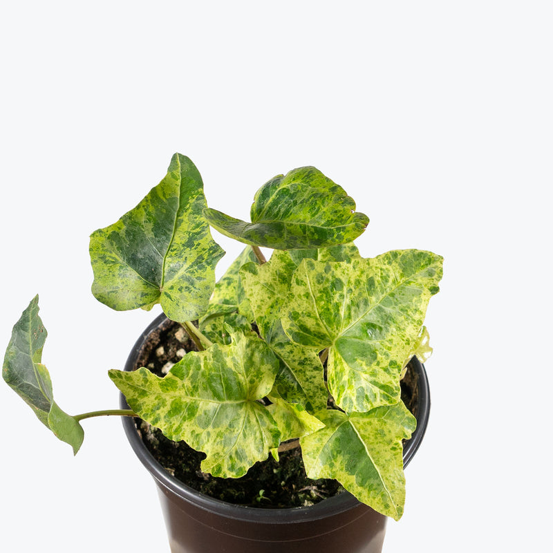Ivy Gold Dust | Care Guide and Pro Tips - Delivery from Toronto across Canada - JOMO Studio