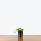 Ivy Golden Ingot — 4" Pot