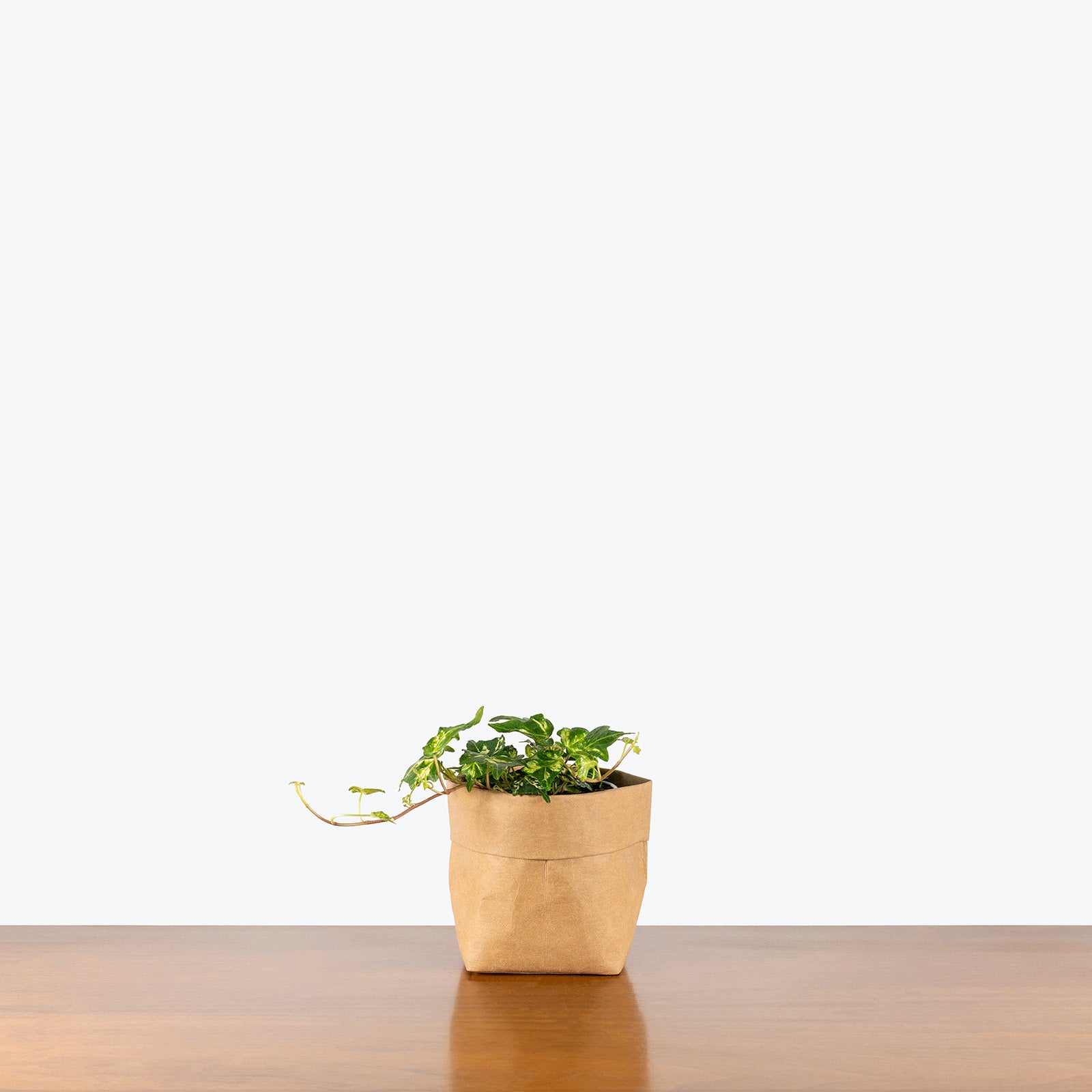 Ivy Golden Ingot | Care Guide and Pro Tips - Delivery from Toronto across Canada - JOMO Studio