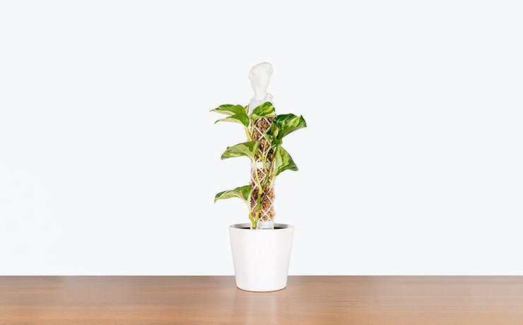 JOMO Original | JOMO Studio: Toronto's Online Plant Store - Delivering Across Canada