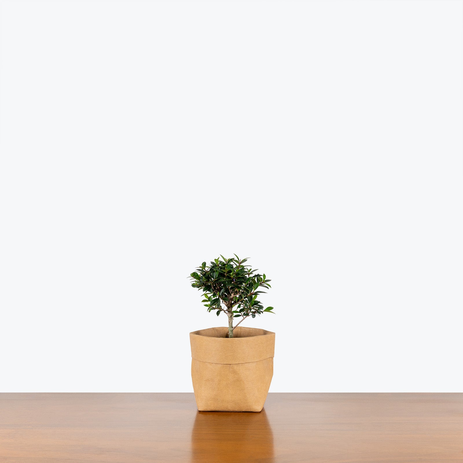 Jaboticaba Sabara Bonsai | Care Guide and Pro Tips - Delivery from Toronto across Canada - JOMO Studio