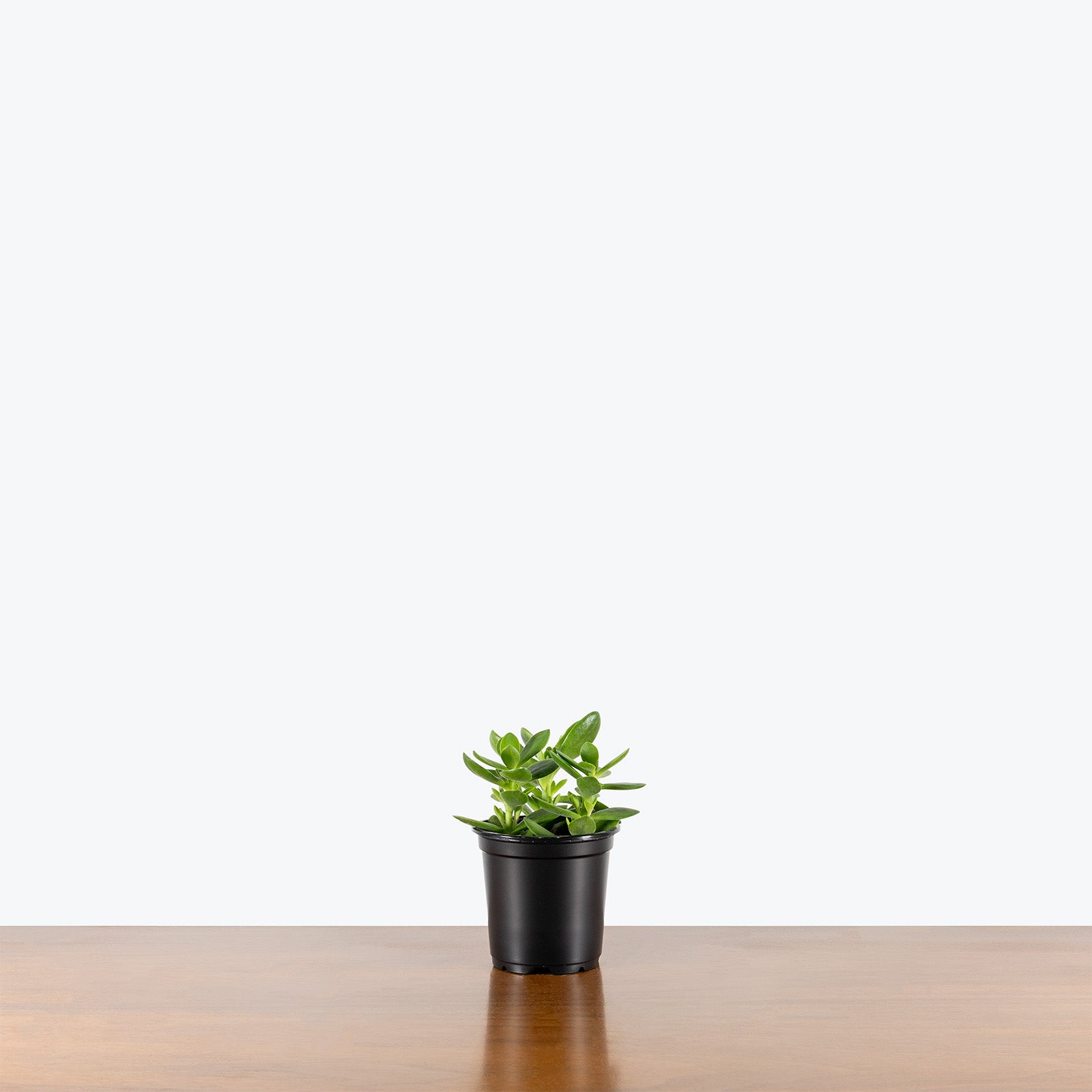 Jade Crassula Money Maker | Care Guide and Pro Tips - Delivery from Toronto across Canada - JOMO Studio