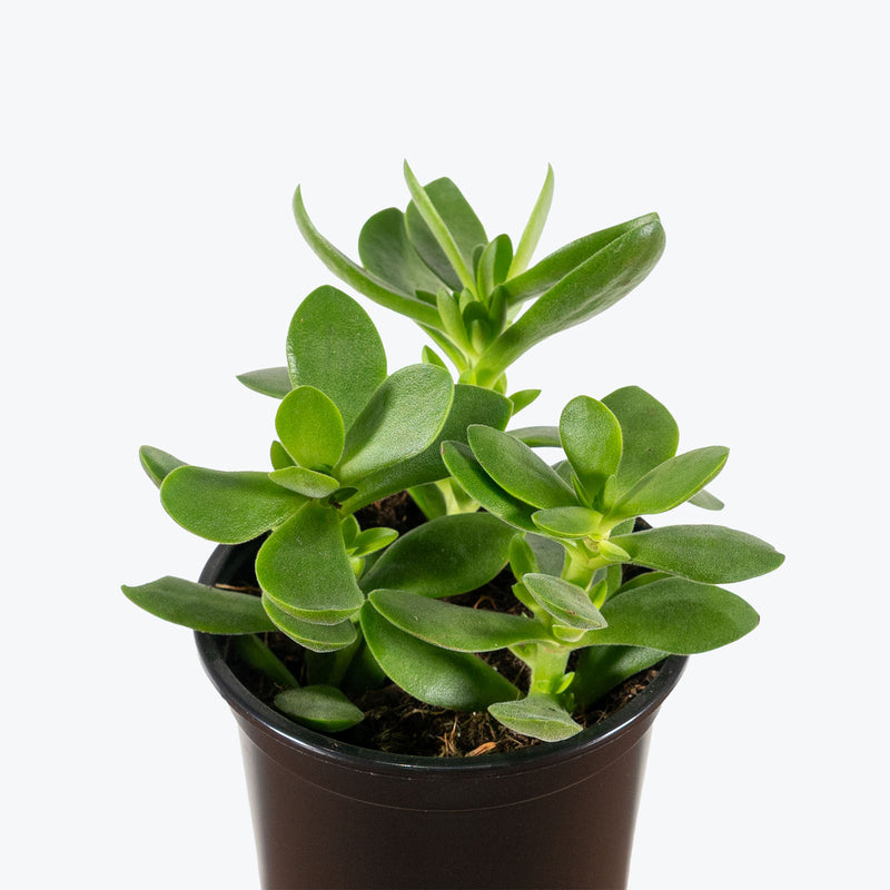 Jade Crassula Money Maker | Care Guide and Pro Tips - Delivery from Toronto across Canada - JOMO Studio