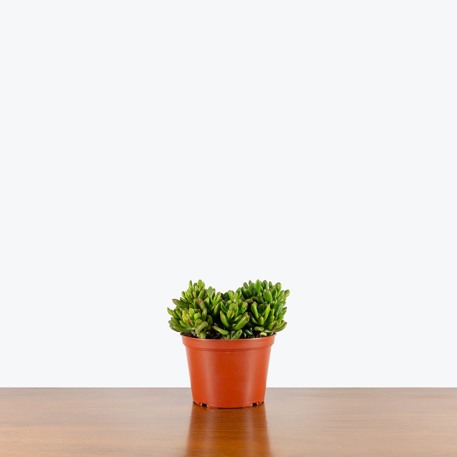 Jade Hobbit | Care Guide and Pro Tips - Delivery from Toronto across Canada - JOMO Studio