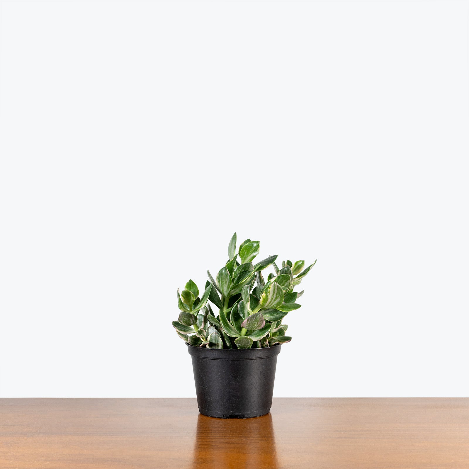 Variegated Jade Plant | Crassula Ovata Tricolor | Care Guide and Pro Tips - Delivery from Toronto across Canada - JOMO Studio