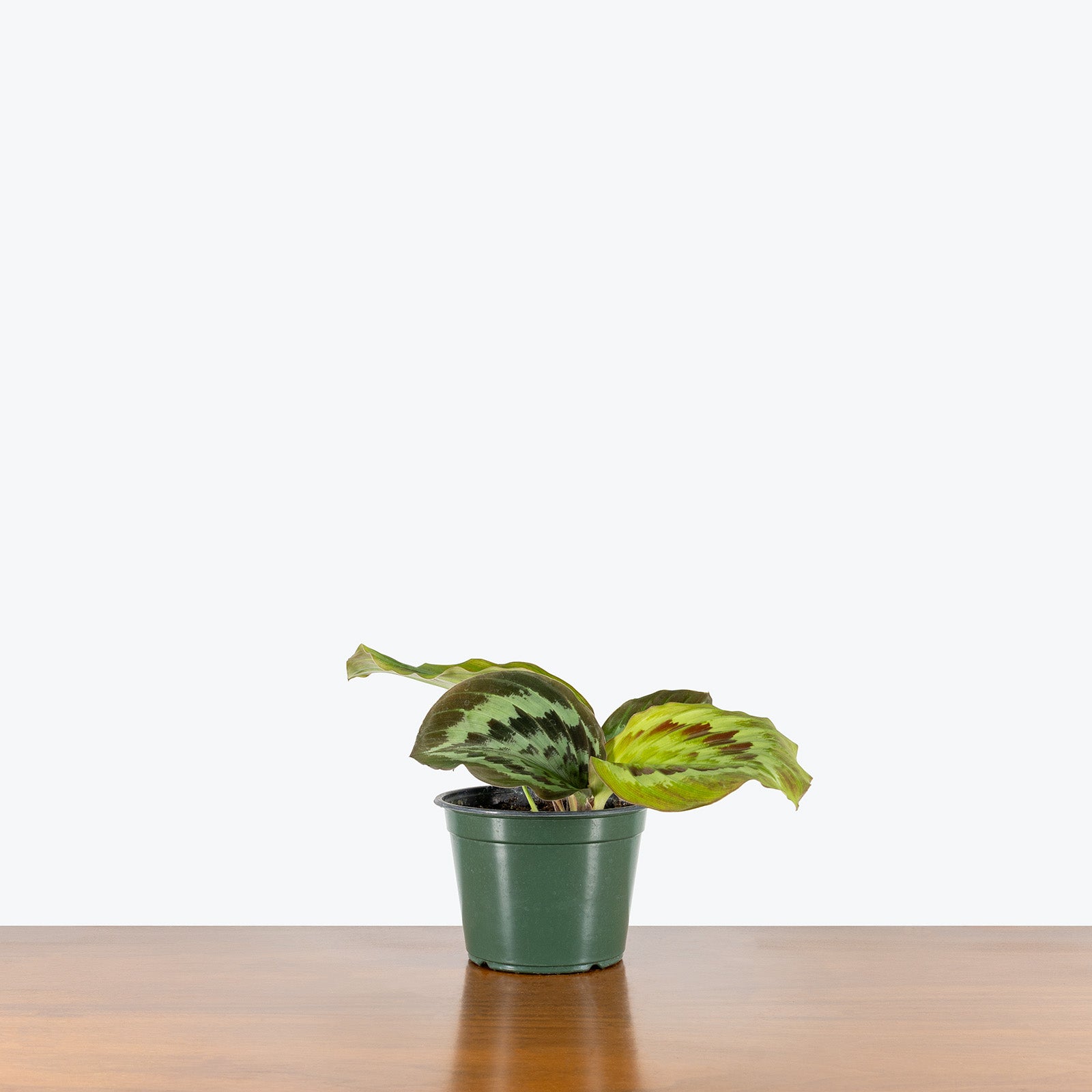 Kaempferia Pulchra Shazam | Peacock Ginger | Care Guide and Pro Tips - Delivery from Toronto across Canada - JOMO Studio