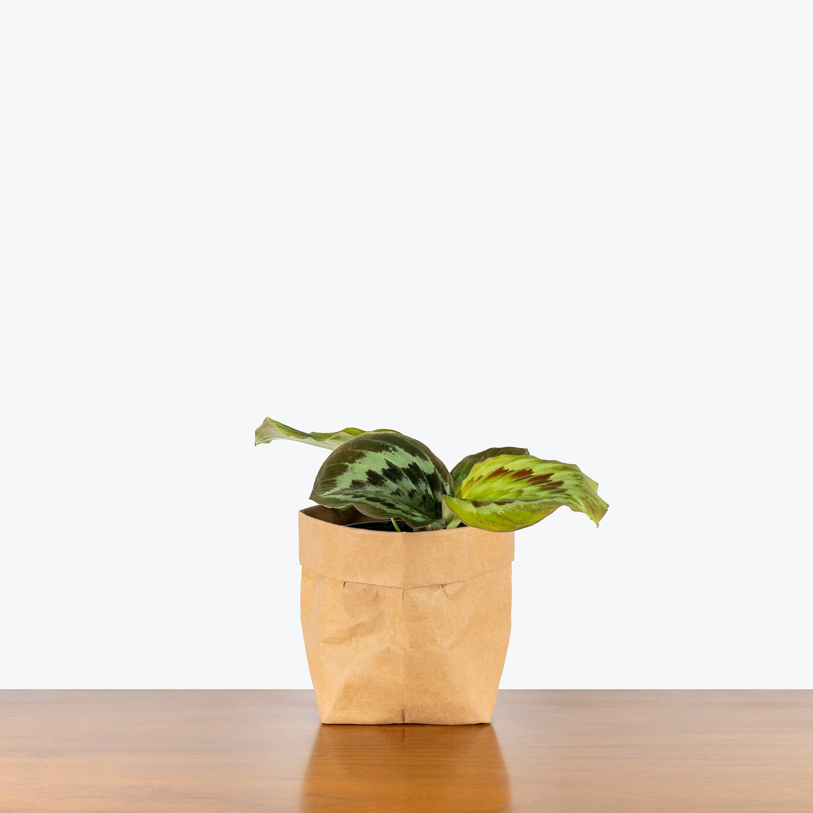 Kaempferia Pulchra Shazam | Peacock Ginger | Care Guide and Pro Tips - Delivery from Toronto across Canada - JOMO Studio