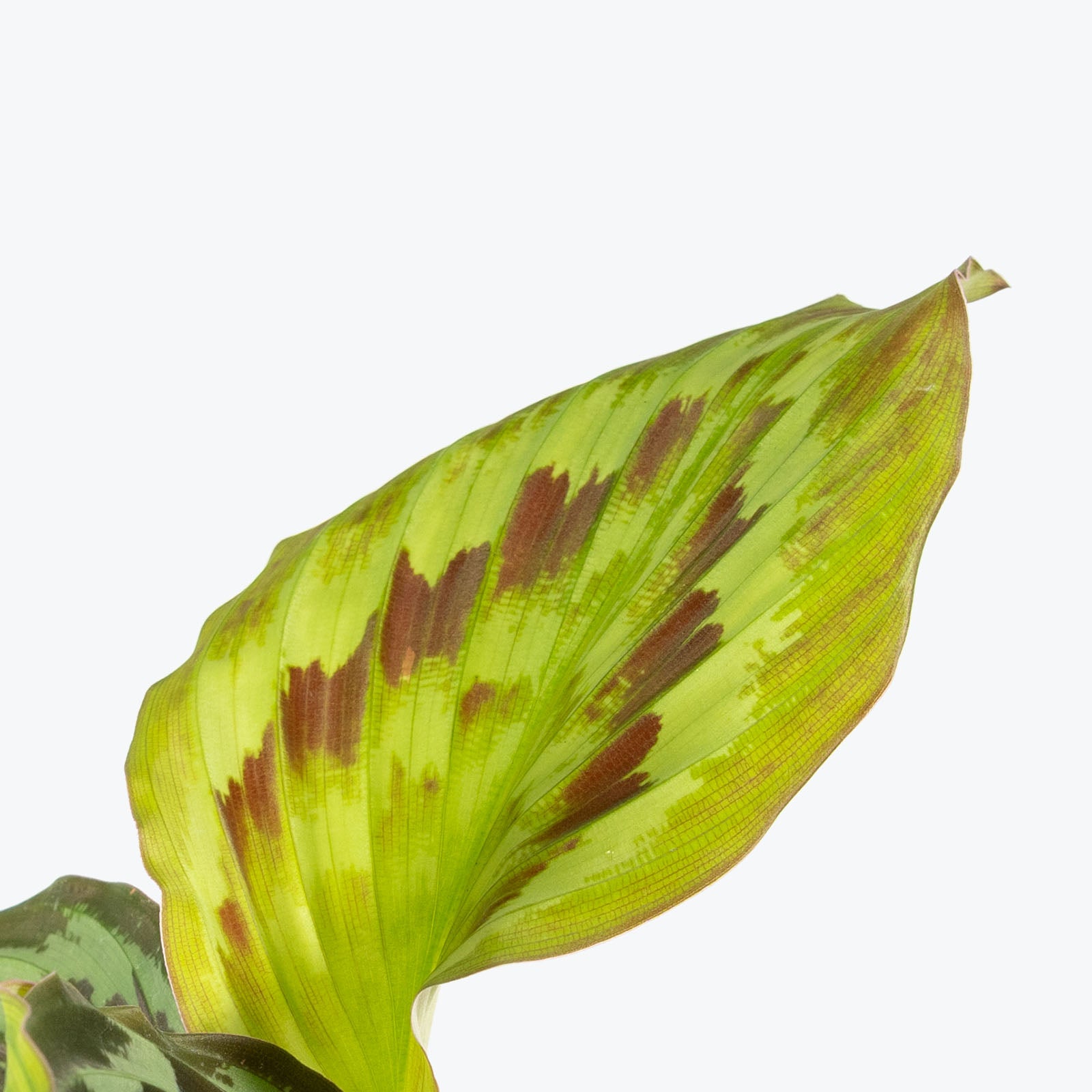 Kaempferia Pulchra Shazam | Peacock Ginger | Care Guide and Pro Tips - Delivery from Toronto across Canada - JOMO Studio