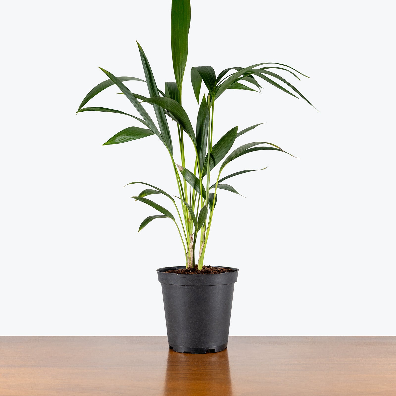 Kentia Palm | Care Guide and Pro Tips - Delivery from Toronto across Canada - JOMO Studio