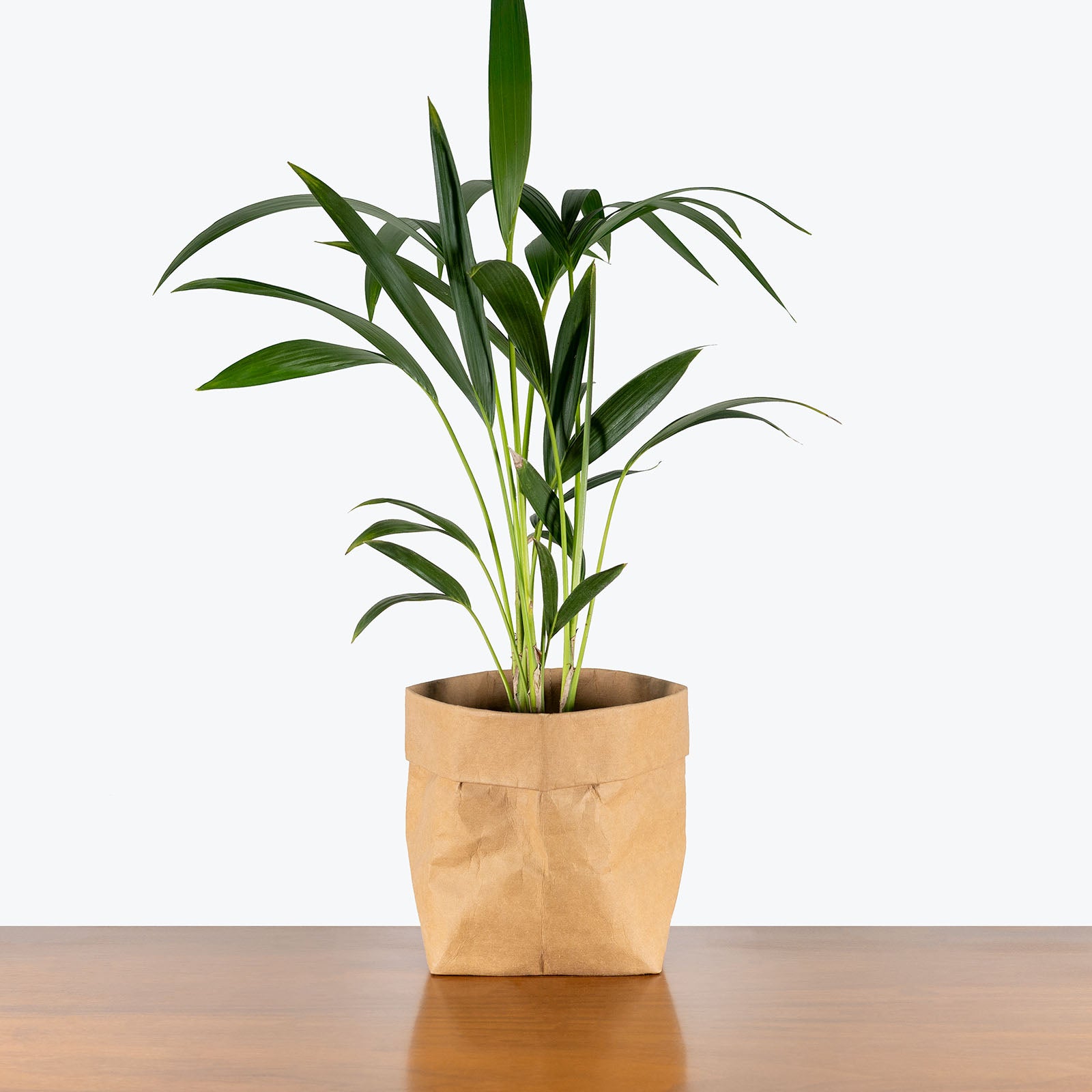Kentia Palm | Care Guide and Pro Tips - Delivery from Toronto across Canada - JOMO Studio