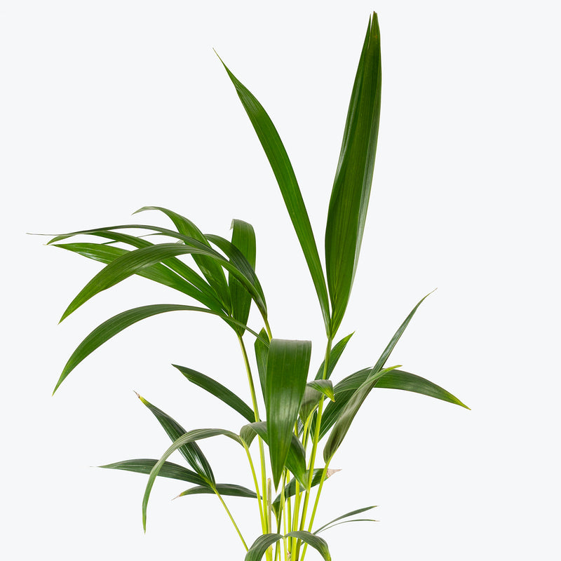 Kentia Palm | Care Guide and Pro Tips - Delivery from Toronto across Canada - JOMO Studio