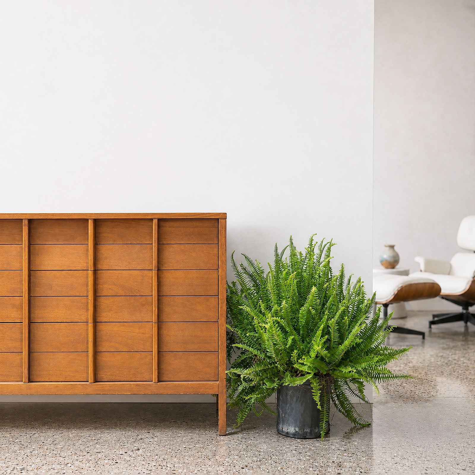 Kimberly Queen Fern - Toronto's Online Plant Store - Delivering Across Canada - JOMO Studio