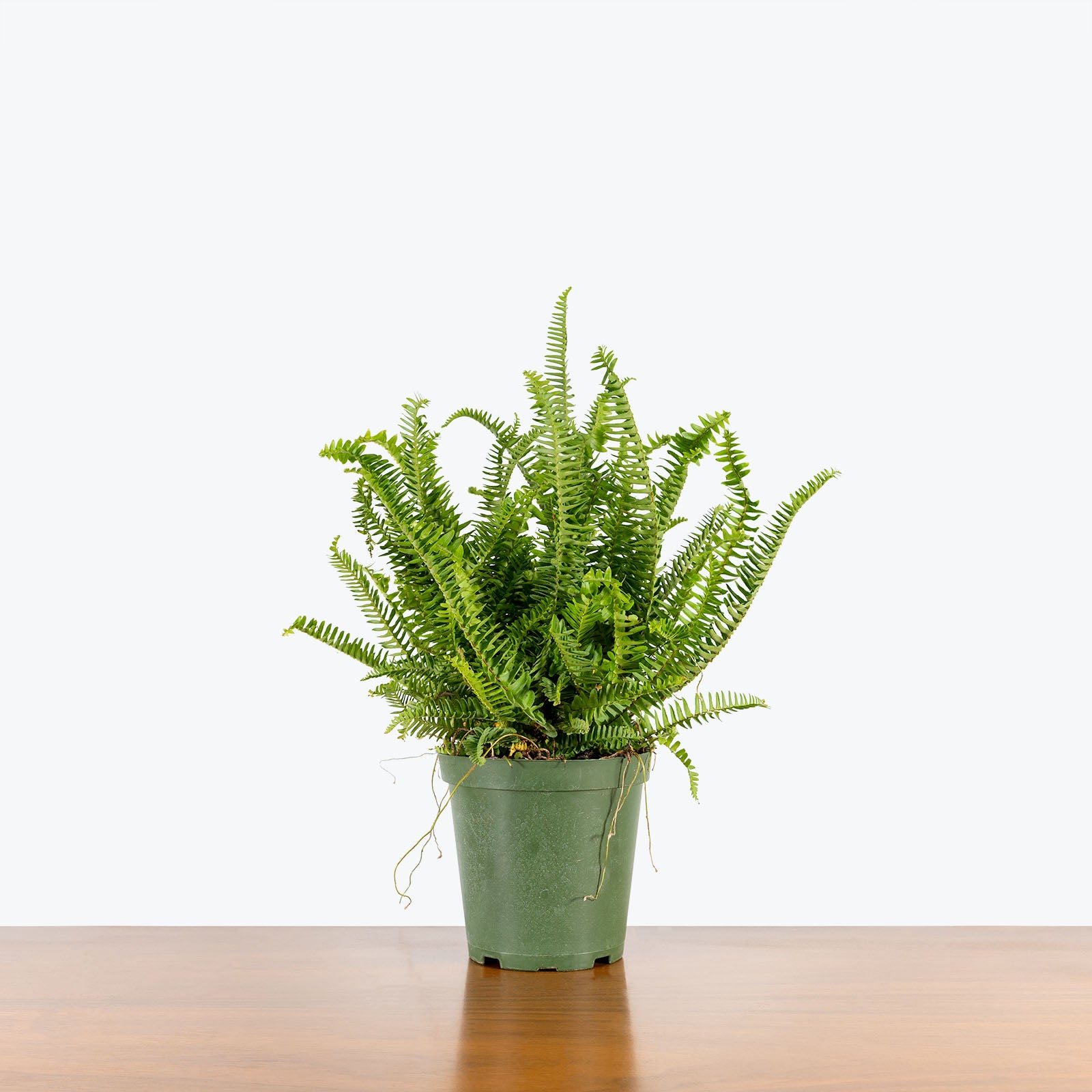 Kimberly Queen Fern - Toronto's Online Plant Store - Delivering Across Canada - JOMO Studio