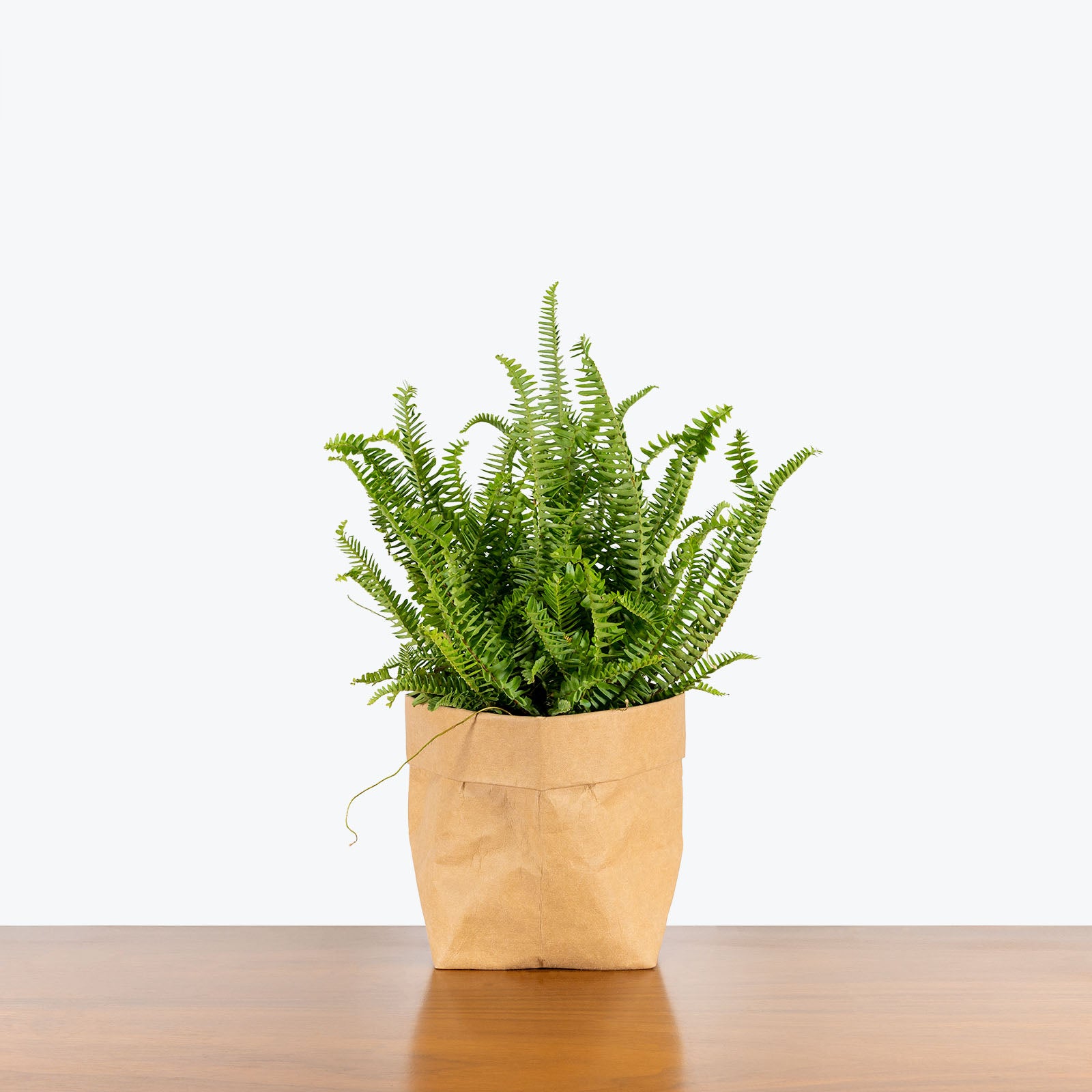 Kimberly Queen Fern - Toronto's Online Plant Store - Delivering Across Canada - JOMO Studio