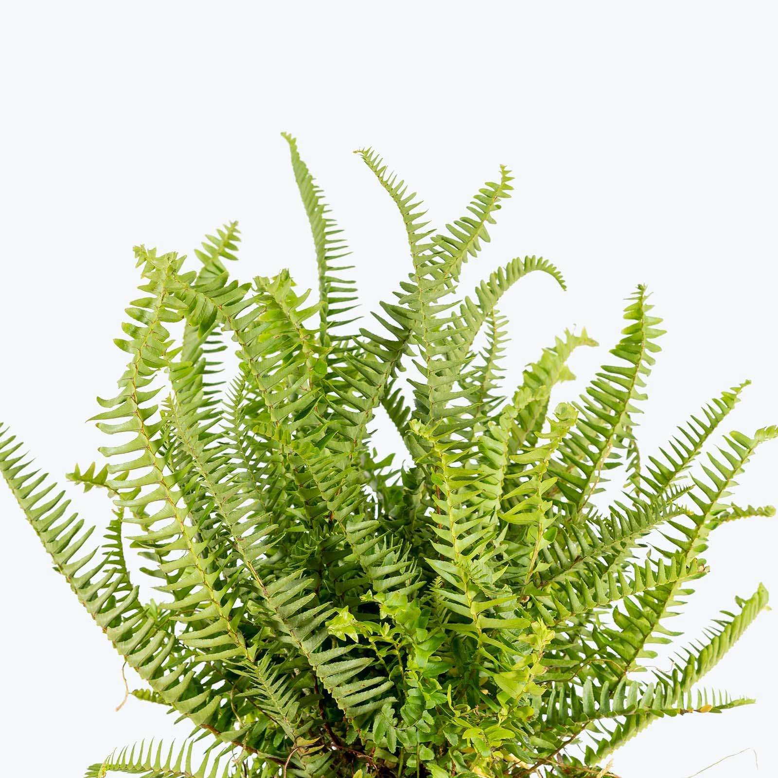 Kimberly Queen Fern - Toronto's Online Plant Store - Delivering Across Canada - JOMO Studio