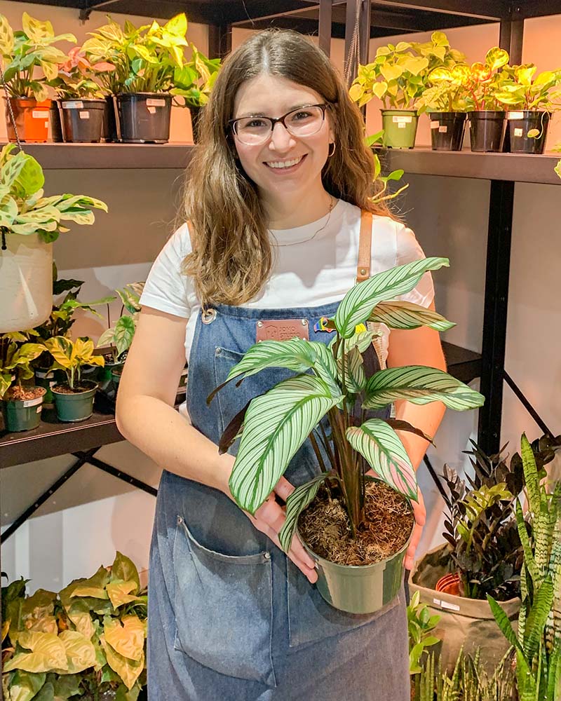 Our Team - DIY Workshops and House Plants Delivery Toronto - JOMO Studio