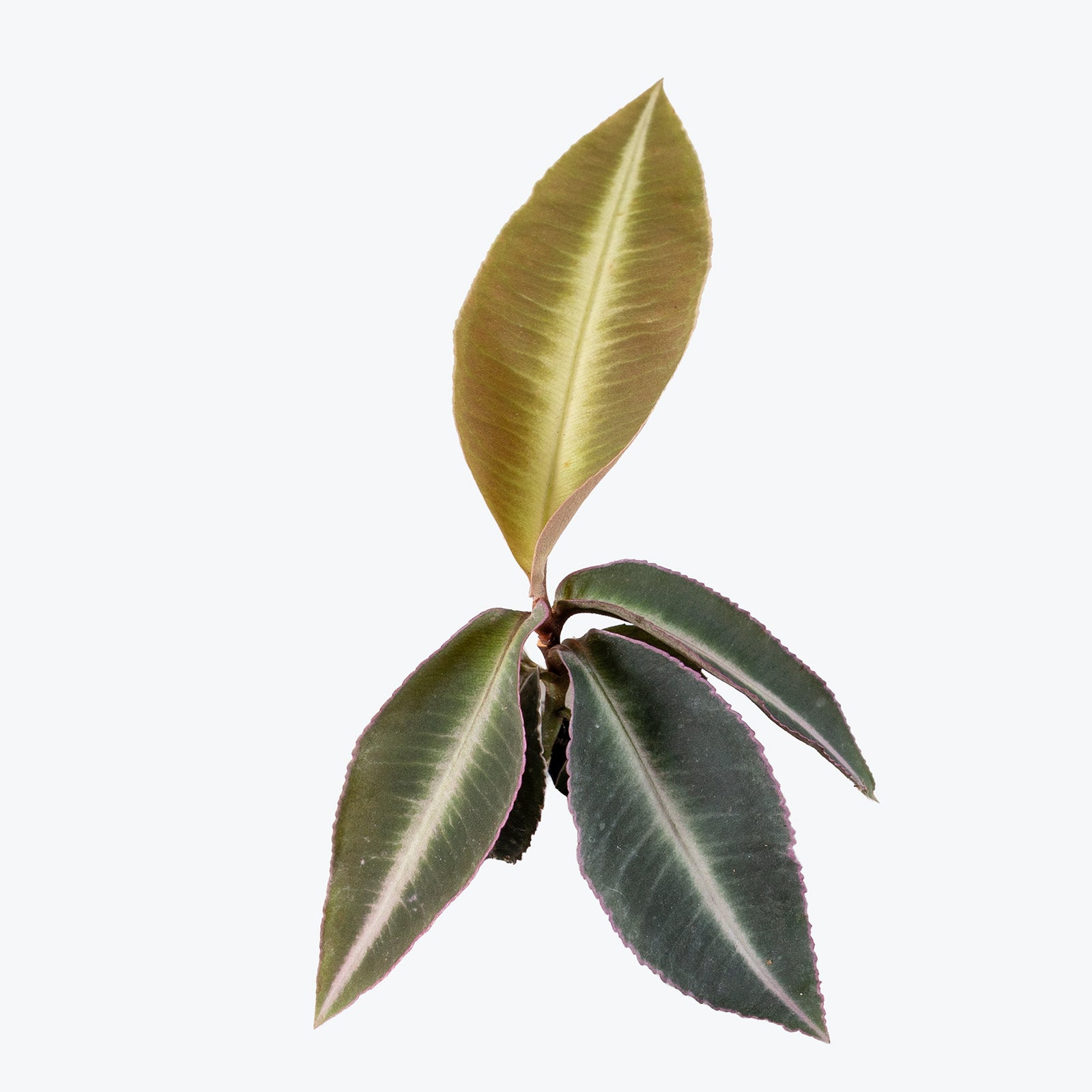 Labisia Pumila Electric Pink | Care Guide and Pro Tips - Delivery from Toronto across Canada - JOMO Studio