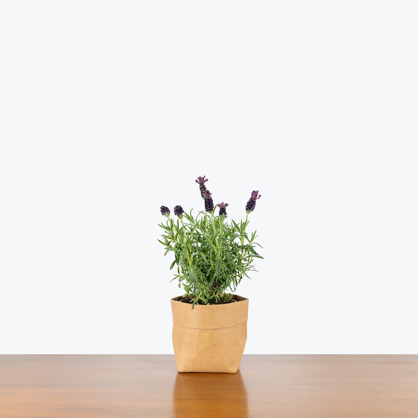 Lavender Plant - House Plants Delivery Toronto - JOMO Studio