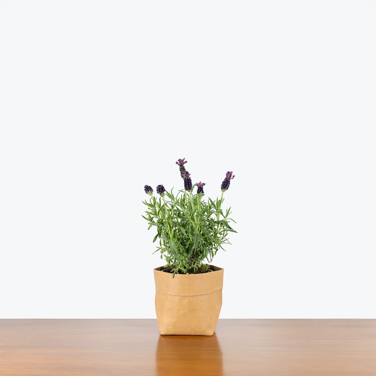 Lavender Plant | Care Guide and Pro Tips - Delivery from Toronto across Canada - JOMO Studio