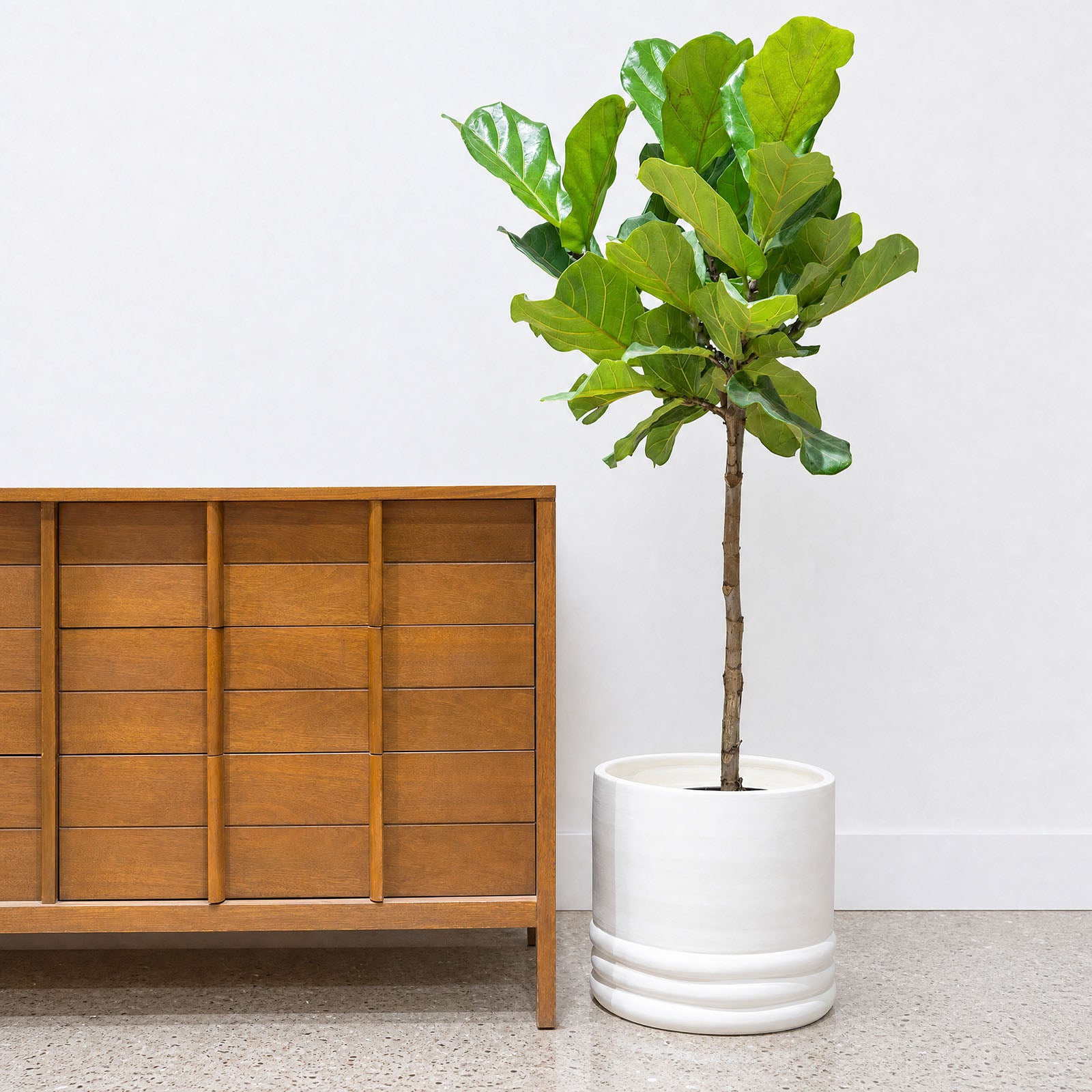 Layered Concrete Planter - House Plants Delivery Toronto - JOMO Studio