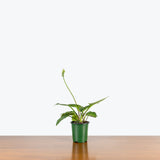 Ledebouria Petiolata Leopard Lily — 4” Pot