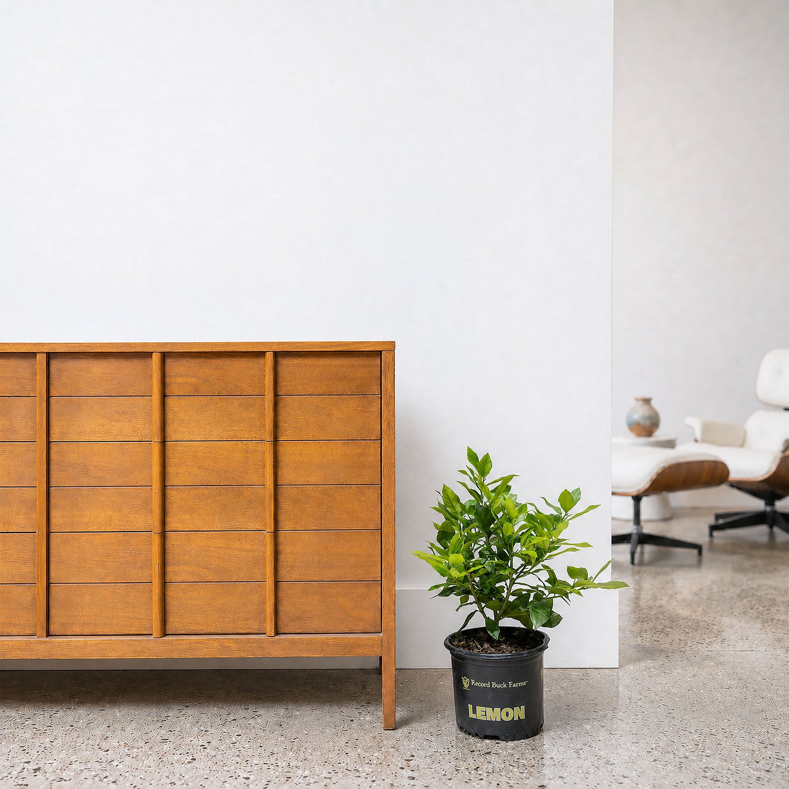 Lemon Tree - House Plants Delivery Toronto - JOMO Studio