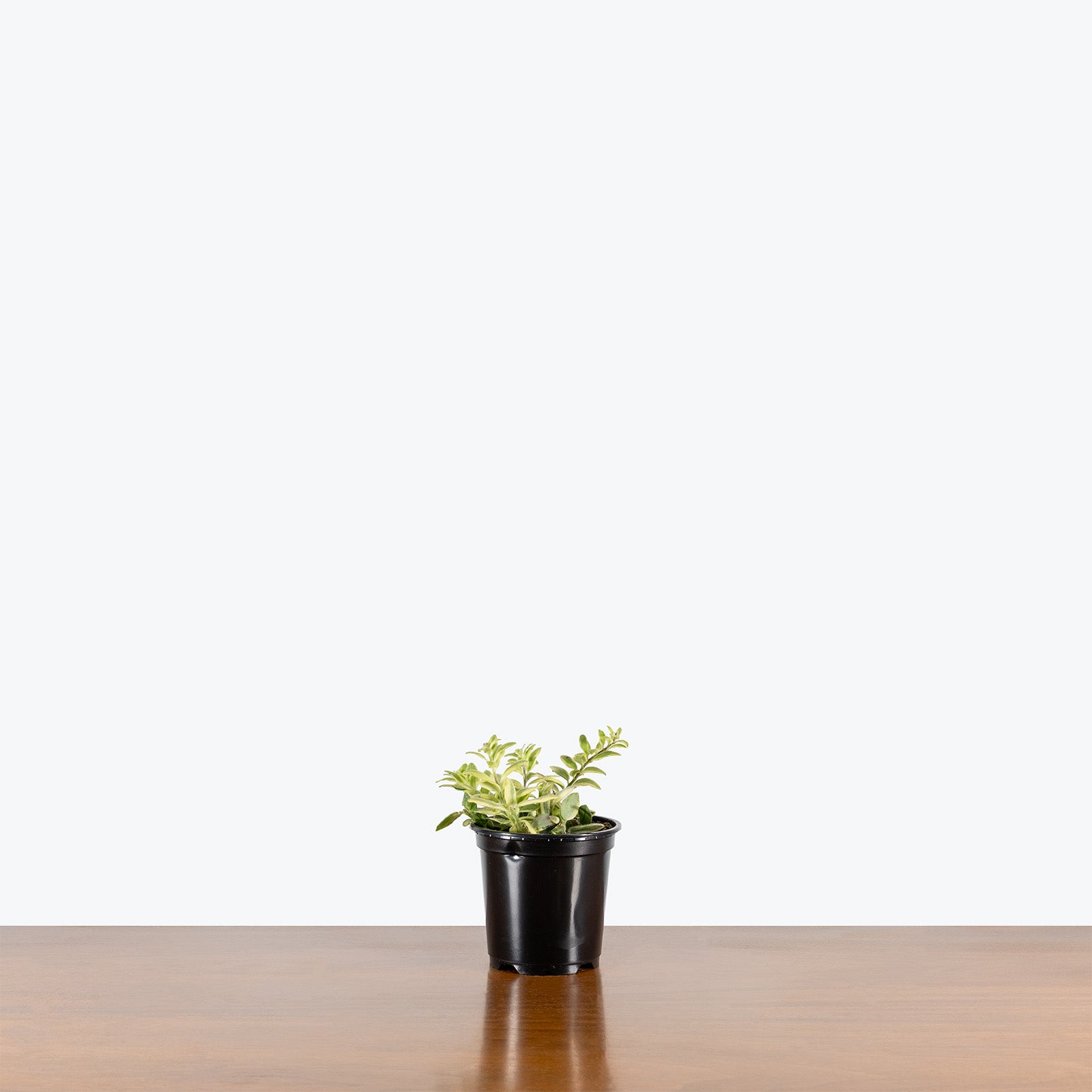 Lipstick Plant Bolero Bicolor | Care Guide and Pro Tips - Delivery from Toronto across Canada - JOMO Studio