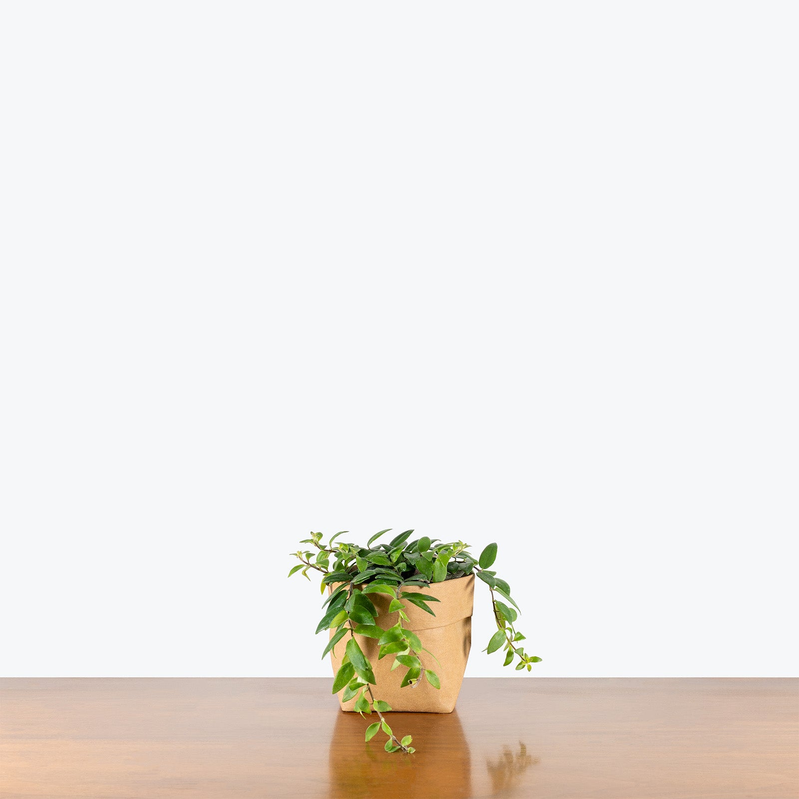 Lipstick Plant Myra | Care Guide and Pro Tips - Delivery from Toronto across Canada - JOMO Studio