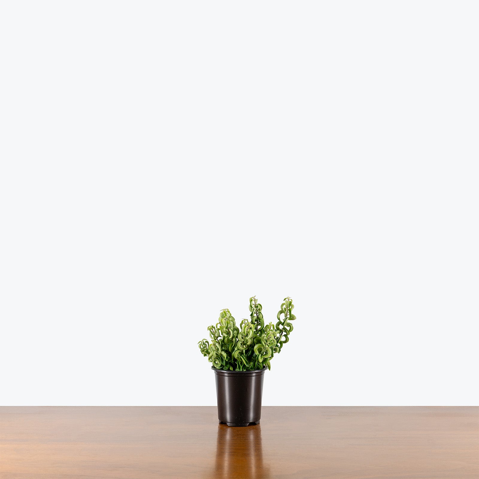 Lipstick Plant Twister | Aeschynanthus radicans ‘Twister’ | Care Guide and Pro Tips - Delivery from Toronto across Canada - JOMO Studio