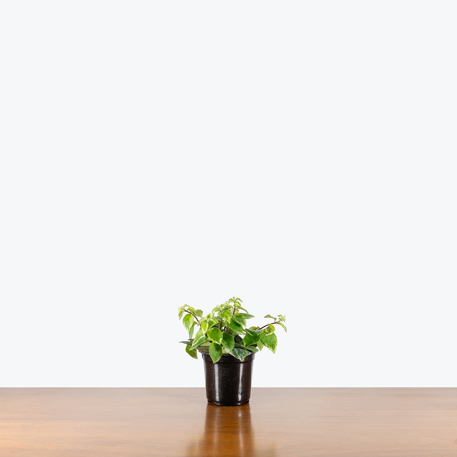 Lipstick Plant Mona Lisa Variegated | Care Guide and Pro Tips - Delivery from Toronto across Canada - JOMO Studio