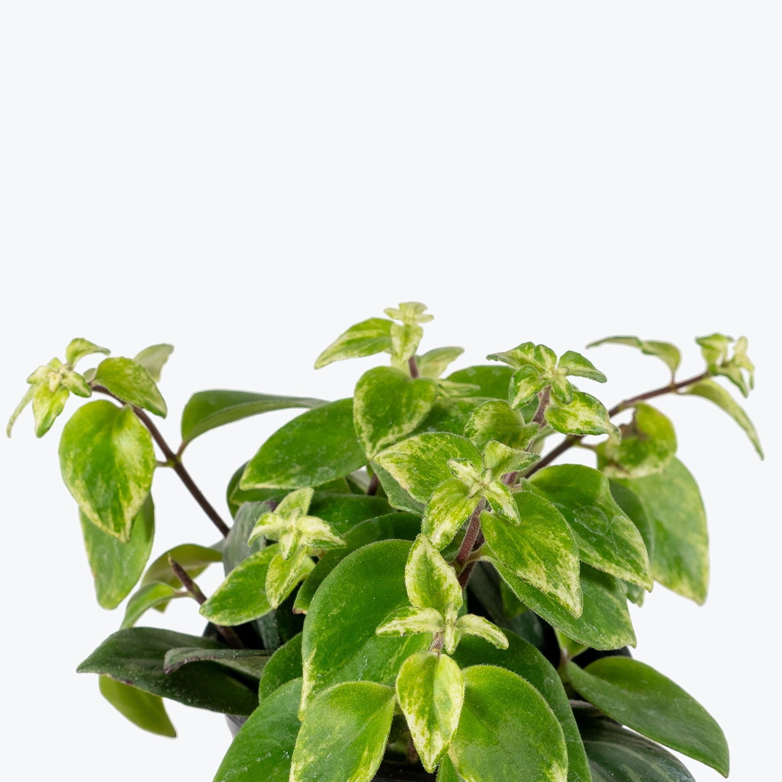Lipstick Plant Mona Lisa Variegated | Care Guide and Pro Tips - Delivery from Toronto across Canada - JOMO Studio