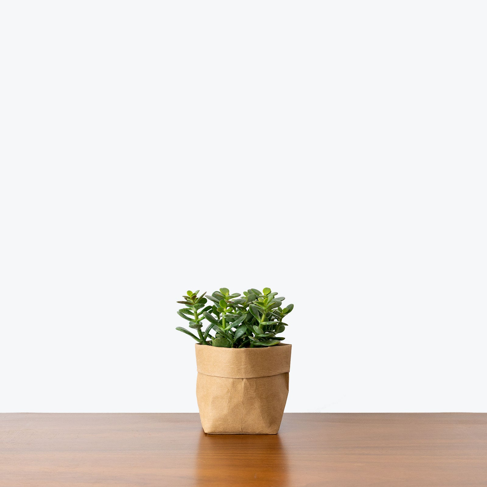 Little Leaf Jade Plant - Crassula Ovata Minima - House Plants Delivery Toronto Canada - JOMO Studio