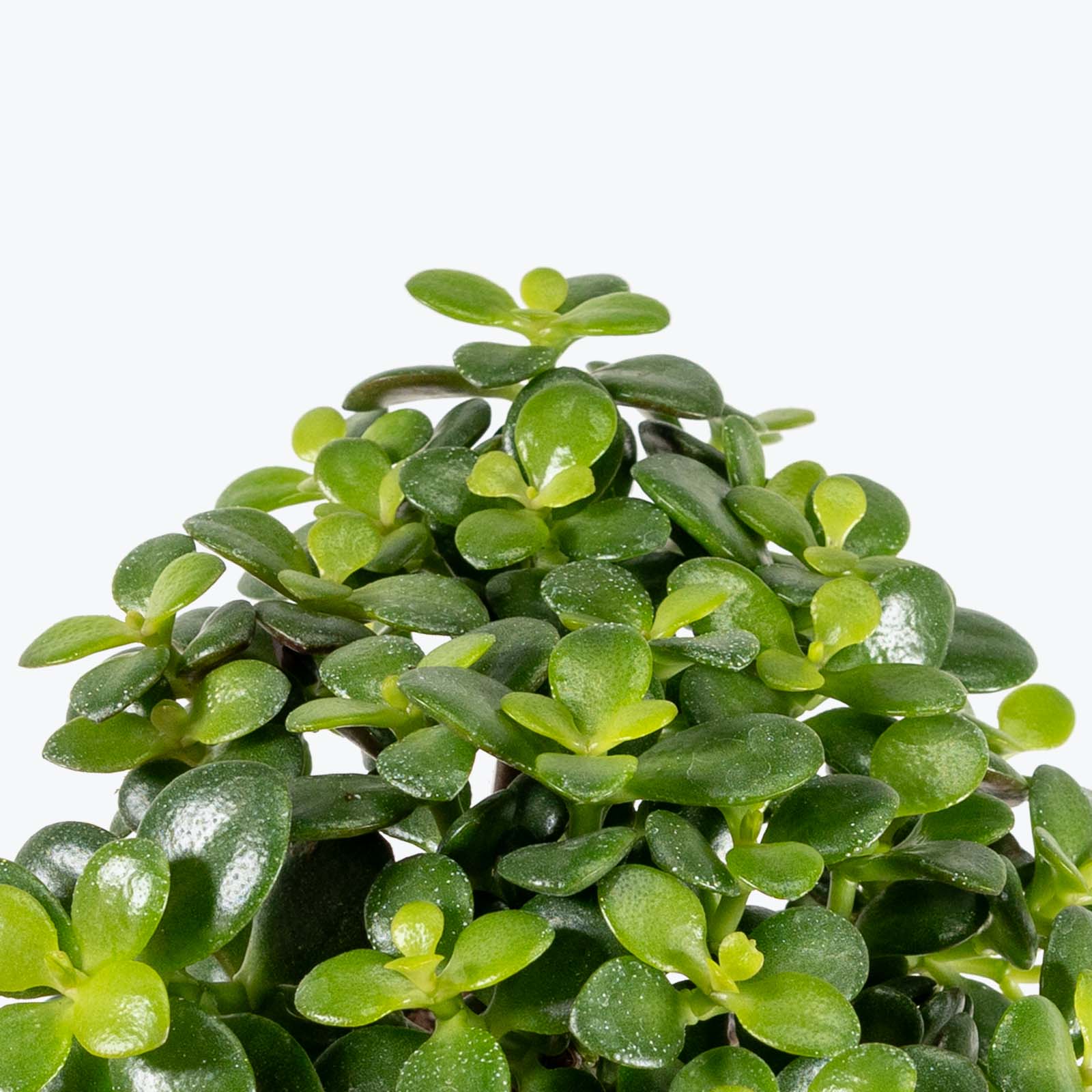 Little Leaf Jade Plant - Crassula Ovata Minima - House Plants Delivery Toronto Canada - JOMO Studio