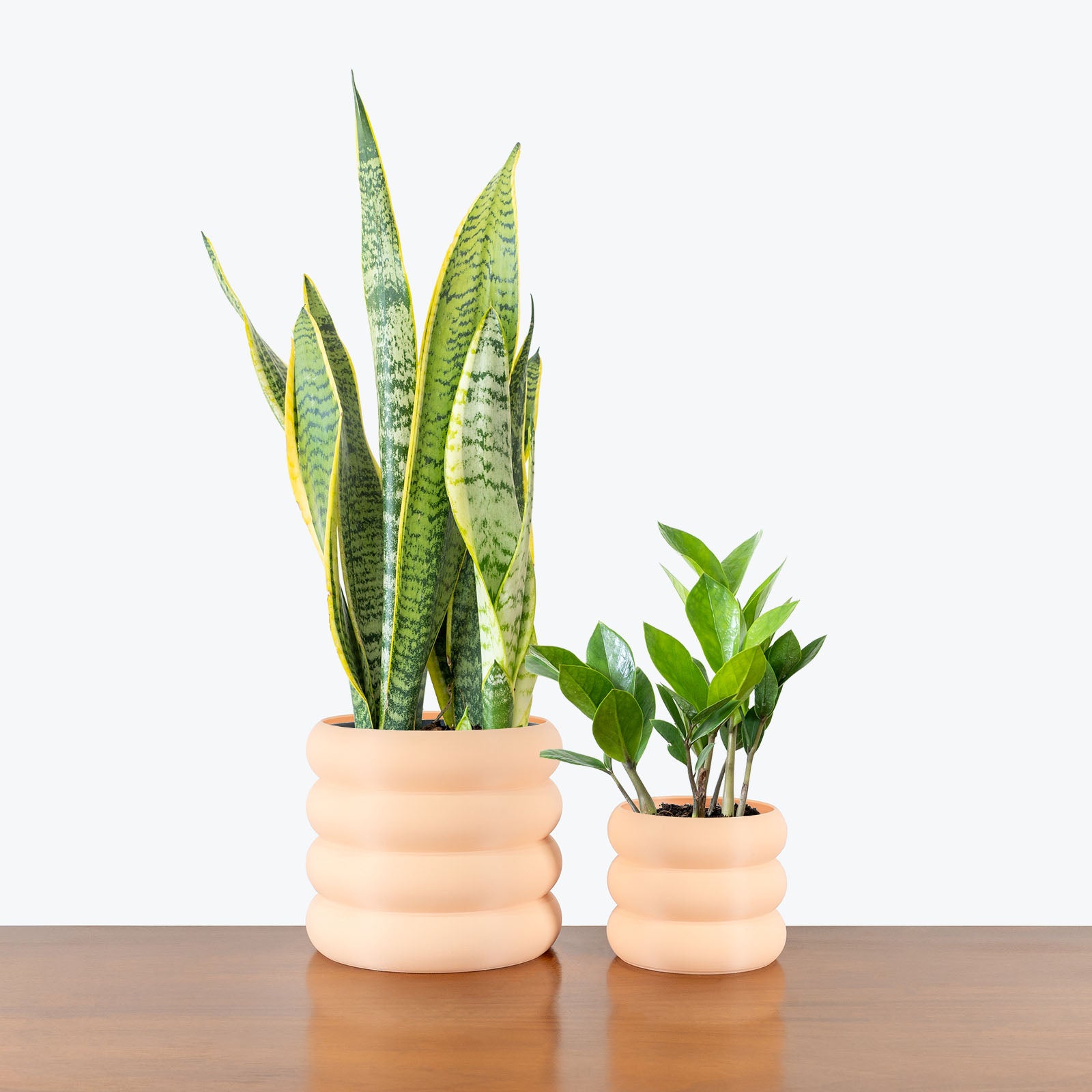 Low Light Duo in 3D Printed Eco Friendly Donut Peach Planter - House Plants Delivery Toronto - JOMO Studio #planter_donut planter