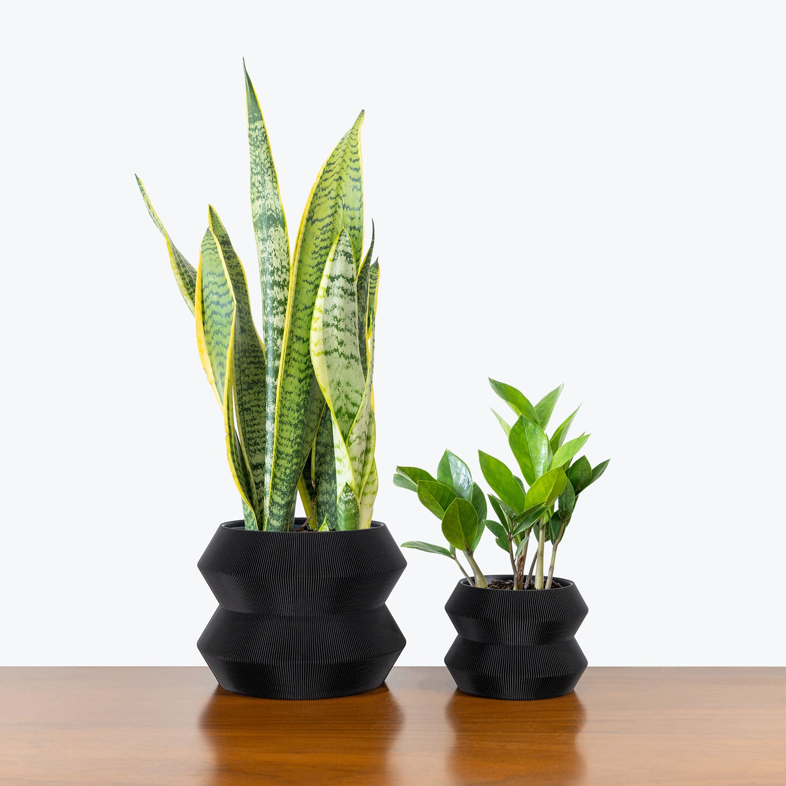 Low Light Duo in 3D Printed Eco Friendly Geo Planter - House Plants Delivery Toronto - JOMO Studio #planter_geo planter