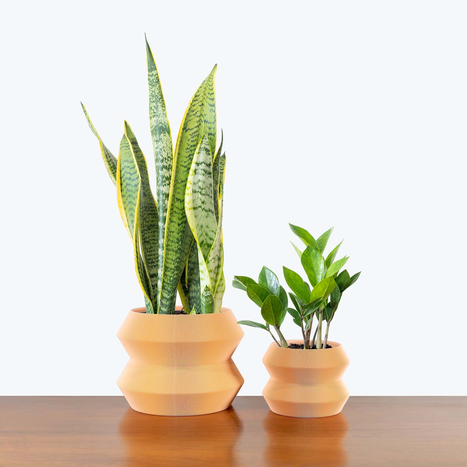 Low Light Duo in 3D Printed Eco Friendly Geo Peach Planter - House Plants Delivery Toronto - JOMO Studio #planter_geo planter